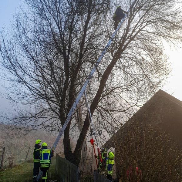 Einsatz Katze 20210325 Einsatz Katze 20210325