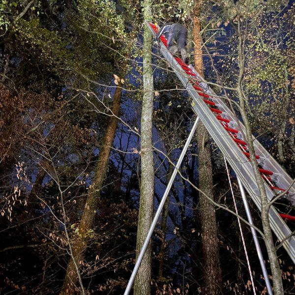 Einsatz Katze Einsatz Katze