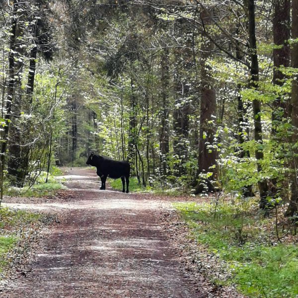 Einsatz Rinder 20210430 Einsatz Rinder 20210430