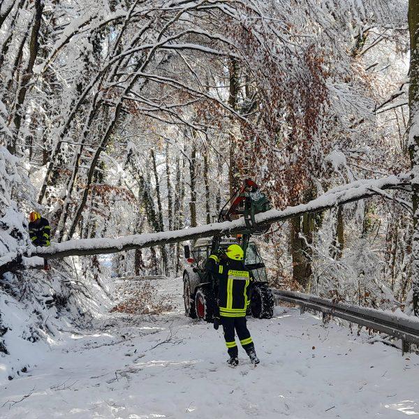Schneebruch 2023 Schneebruch 2023