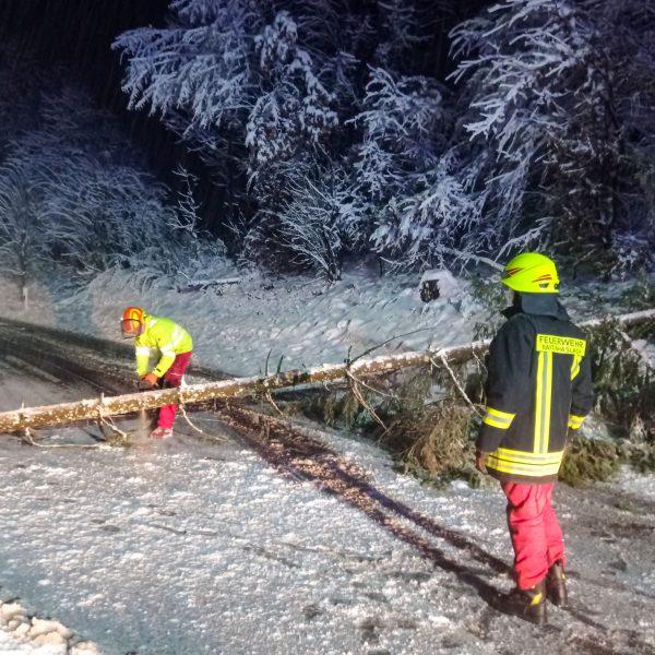 Schneebruch 2023 Schneebruch 2023