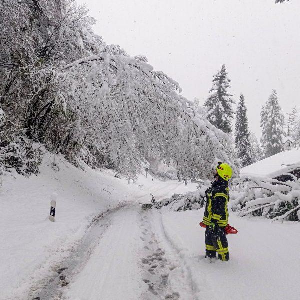 Schneebruch 2023 Schneebruch 2023