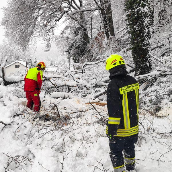 Schneebruch 2023 Schneebruch 2023