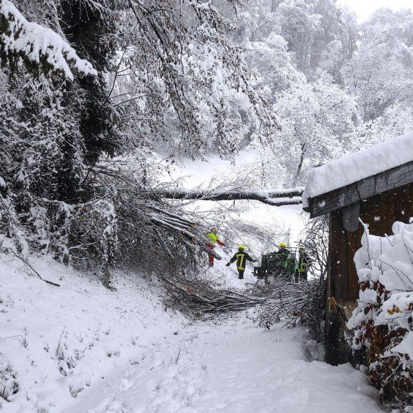 Schneebruch 2023 Schneebruch 2023